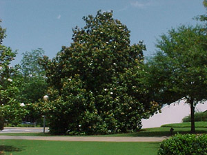 Southern magnolia tree in landscape